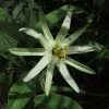 Passiflora Mucronata - Fleur De La Passion 2 Passiflora Mucronata - Fleur De La Passion -Plantes de jardin Passiflora mucronata 87021 1