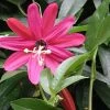 Passiflore - Passiflora (x) Exoniensis -Plantes de jardin Passiflore Passiflora x exoniensis V 1011002 1