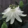 Passiflore Snow Queen - Fleur De La Passion 2 Passiflore Snow Queen - Fleur De La Passion -Plantes de jardin Passiflore Snow Queen 83653 1