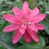 Passiflore Insignis Pink Passion - Fleur De La Passion -Plantes de jardin Passiflore insignis Pink Passion 681331 1