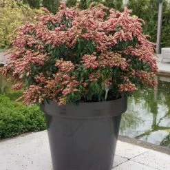 Andromède Du Japon - Pieris Japonica Passion
