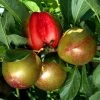 Pluot Flavor Supreme 1 Pluot Flavor Supreme -Plantes de jardin PluotFlavor Supreme 79219 1
