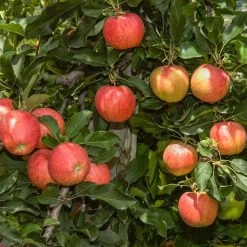 Pommier Delbard Celeste - Georges Delbard