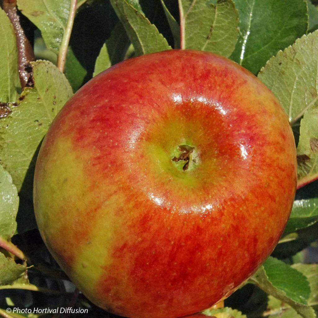 Pommier Colonnaire Rhapsodie 3 Pommier Colonnaire Rhapsodie