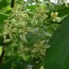 Ptelea Trifoliata - Orme De Samarie -Plantes de jardin Ptelea trifoliata 85544 1