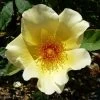 Rosier Arbustif Golden Wings -Plantes de jardin Rosa Golden Wings 2 ld Stan Shebs 66501 1