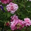 Rosier Ancien Old Blush -Plantes de jardin Rosa Old Blush China 82391 1