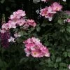 Rosier Arbustif Rosy Cushion 1 Rosier Arbustif Rosy Cushion -Plantes de jardin Rosa Rosy Cushion 82397 1