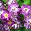 Rosier Grimpant Veilchenblau 2 Rosier Grimpant Veilchenblau -Plantes de jardin Rosa Veilchenblau LD Spedona 66503 1