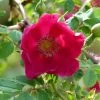 Rosier Botanique - Rosa Moyesii Geranium -Plantes de jardin Rosa moyesii Geranium 82298 2