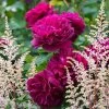 Rosier David Austin Darcey Bussel -Plantes de jardin Rosier David Austin Darcey Bussel 81365 1 1