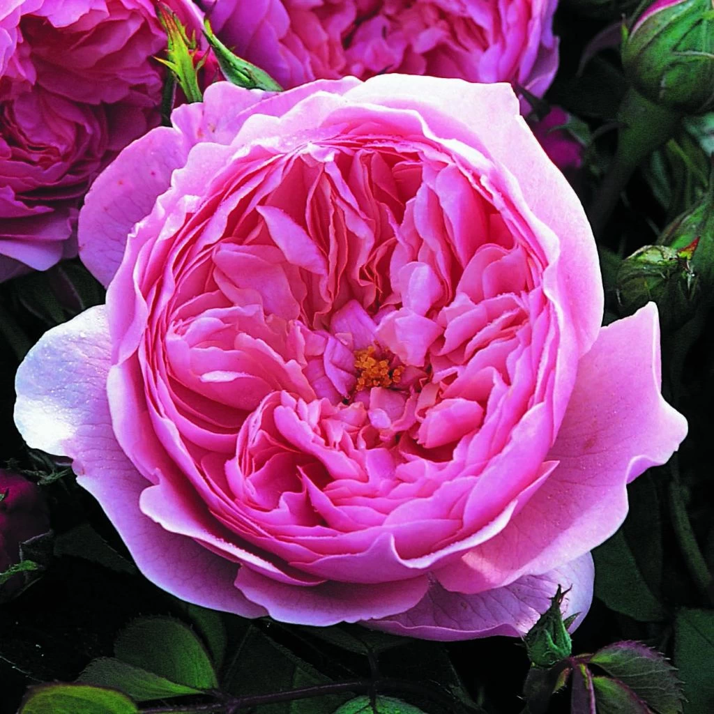 Rosier David Austin The Alnwick Rose 3 Rosier David Austin The Alnwick Rose