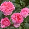 Rosier à Grandes Fleurs La Rose De Molinard -Plantes de jardin Rosier La Rose de Molinard delgrarose 847172 1