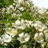 Rosier Liane Filipes Kiftsgate -Plantes de jardin Rosier Liane Kiftsgate 82282 1