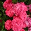 Rosier Patio Rose Moin Moin 2 Rosier Patio Rose Moin Moin -Plantes de jardin Rosier PATIO ROSE Moin Moin 888980 1