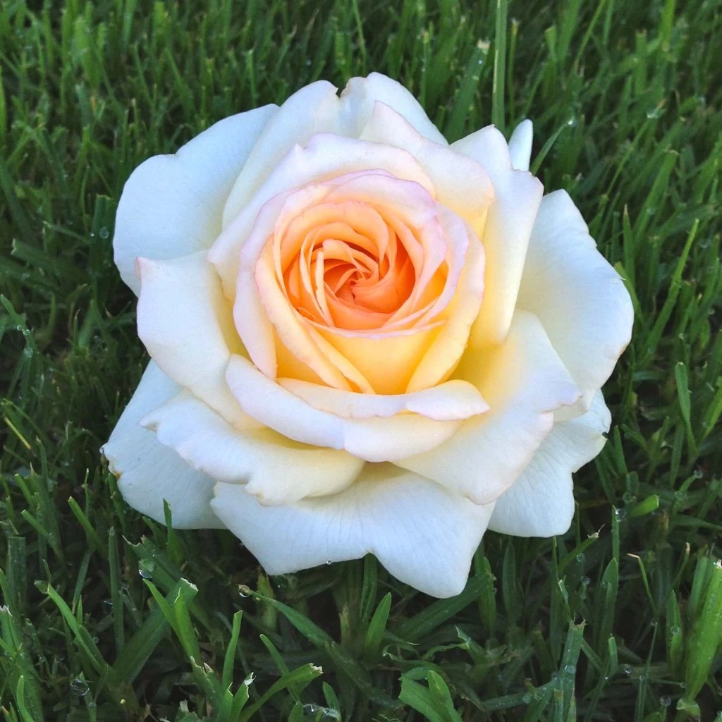 Rosier à Grandes Fleurs Anastasia 3 Rosier à Grandes Fleurs Anastasia