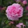Rosier Ancien Chapeau De Napoléon -Plantes de jardin Rosier ancien Chapeau de Napoleon 83581 1
