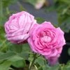 Rosier Ancien Mrs John Laing -Plantes de jardin Rosier ancien Mrs John Laing 84559 1