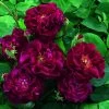 Rosier Ancien Tuscany Superb -Plantes de jardin Rosier ancien Tuscany 66559 1