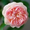 Rosier David Austin Gentle Hermione -Plantes de jardin Rosier anglais Gentle Hermione 66538 1
