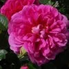 Rosier David Austin Princess Anne -Plantes de jardin Rosier anglais Princess Anne 66550 2