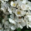 Rosier Arbustif White Magic -Plantes de jardin Rosier arbustif White Magic IF 18663 1