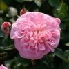 Rosier Grimpant May Queen -Plantes de jardin Rosier grimpant May Queen 82283 1