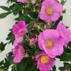 Rosier Rugosa Jam-a-licious -Plantes de jardin Rosier rugosa Jam a licious copyright IF 17938 1
