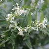 Sarcococca Dragon's Gate