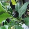 Sarcococca Confusa -Plantes de jardin Sarcococca confusa 7964 1