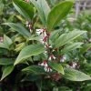 Sarcococca Orientalis - Sarcocoque D'Orient -Plantes de jardin Sarcococca orientalis 82225 1