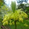 Sassafras Albidum - Laurier Des Iroquois -Plantes de jardin Sassafras albidum 81308 2