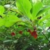 Schisandra Chinensis - Baie Aux 5 Saveurs -Plantes de jardin Schisandra chinensis 78361 1