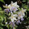Solanum Jasminoides - Morelle Faux Jasmin -Plantes de jardin Solanum jasminoides Morelle faux jasmin copyright 182781 1