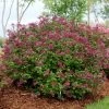 Lilas Bloomerang Dark Purple - Syringa Nain Hybride Remontant -Plantes de jardin Syringa Bloomerang Dark Purple 82735 1
