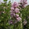 Lilas De Chine - Syringa Josée -Plantes de jardin Syringa Josee 84341 1
