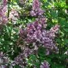 Lilas - Syringa Meyeri Palibin 2 Lilas - Syringa Meyeri Palibin -Plantes de jardin Syringa meyeri Palibin 84343 1