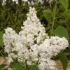 Lilas - Syringa Vulgaris Dentelle D'Anjou -Plantes de jardin Syringa vulgaris Dentelle d Anjou 82804 1