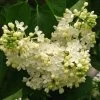 Lilas - Syringa Vulgaris Primrose -Plantes de jardin Syringa vulgaris Primrose 82805 1
