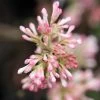 Viorne D'hiver - Viburnum Bodnantense Charles Lamont. 2 Viorne D'hiver - Viburnum Bodnantense Charles Lamont. -Plantes de jardin Viburnum bodnantense Charles Lamont 84373 1