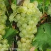 Vigne Muscat Petits Grains 1 Vigne Muscat Petits Grains -Plantes de jardin Vigne Muscat a Petits grains 89675 1