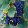 Vigne Boskoop Glory -Plantes de jardin Vigne vin rouge vitis boskoop glory ld 771562 1