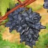 Vigne Philipp -Plantes de jardin Vitis vinifera Philipp 83664 1