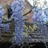 Glycine Blue Moon - Wisteria Frutescens Var. Macrostachya 2 Glycine Blue Moon - Wisteria Frutescens Var. Macrostachya -Plantes de jardin Wisteria macrostachya Blue Moon 88235 1