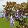 Glycine De Chine Blue Line - Wisteria Sinensis -Plantes de jardin Wisteria sinensis Blue line IF 17373 1
