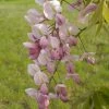 Wisteria Venusta Rosea - Glycine Du Japon -Plantes de jardin Wisteria venusta Rosea 82452 1