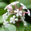 Abelia Mosanensis Monia - Abélia Parfumé -Plantes de jardin abelia mosanensis monia 83903 3