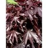 Acer Platanoides Crimson Sentry - Érable Plane -Plantes de jardin acer platanoides crimson sentry 1000452 1