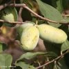 Asimina Sunflower - Pawpaw 1 Asimina Sunflower - Pawpaw -Plantes de jardin asimina sunflower 82679 3