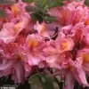 Azalée De Chine Berry Rose - Rhododendron Hybride -Plantes de jardin azalee berry rose 80449 1